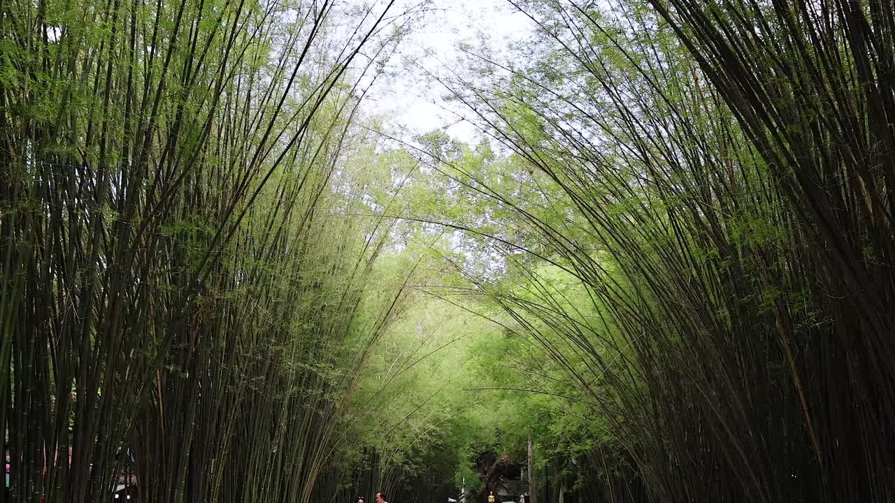 personas caminando a través de un sereno bosque de bambú