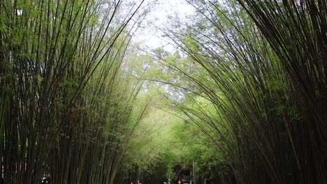 people walking through a serene bamboo forest