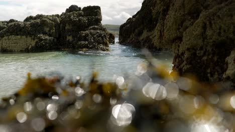 an ocean swell steadily builds and forces its way through a small gap in rocks covered in bladder wrack seaweed to create a wave that comes crashing directly towards the camera