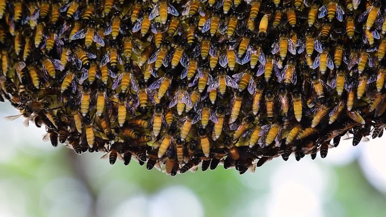 se sabe que las abejas melíferas gigantes construyen grandes colonias de nidos con bolsillos simétricos hechos de cera para almacenar miel como fuente de alimento.