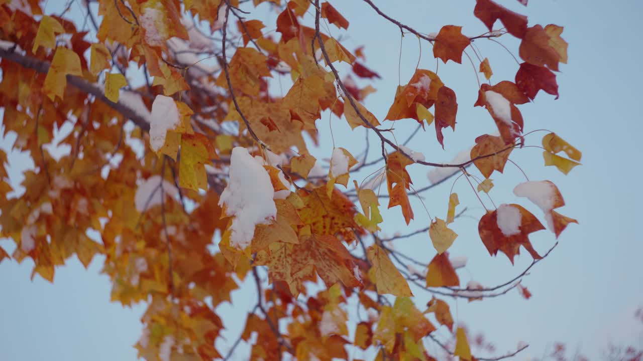 Snow On Maple Tree Leaves In Autumn Hues. - closeup shot