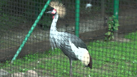 Primer-Plano-De-La-Exótica-Grulla-Coronada-Sudafricana-Bebiendo-En-El-Zoológico-Durante-El-Día