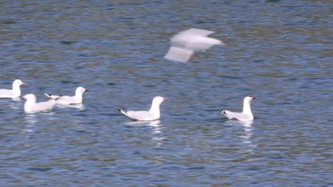 las gaviotas interactúan y se alimentan en un lago de agua dulce