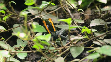 rana venenosa golfodulcean escondida en el sotobosque
