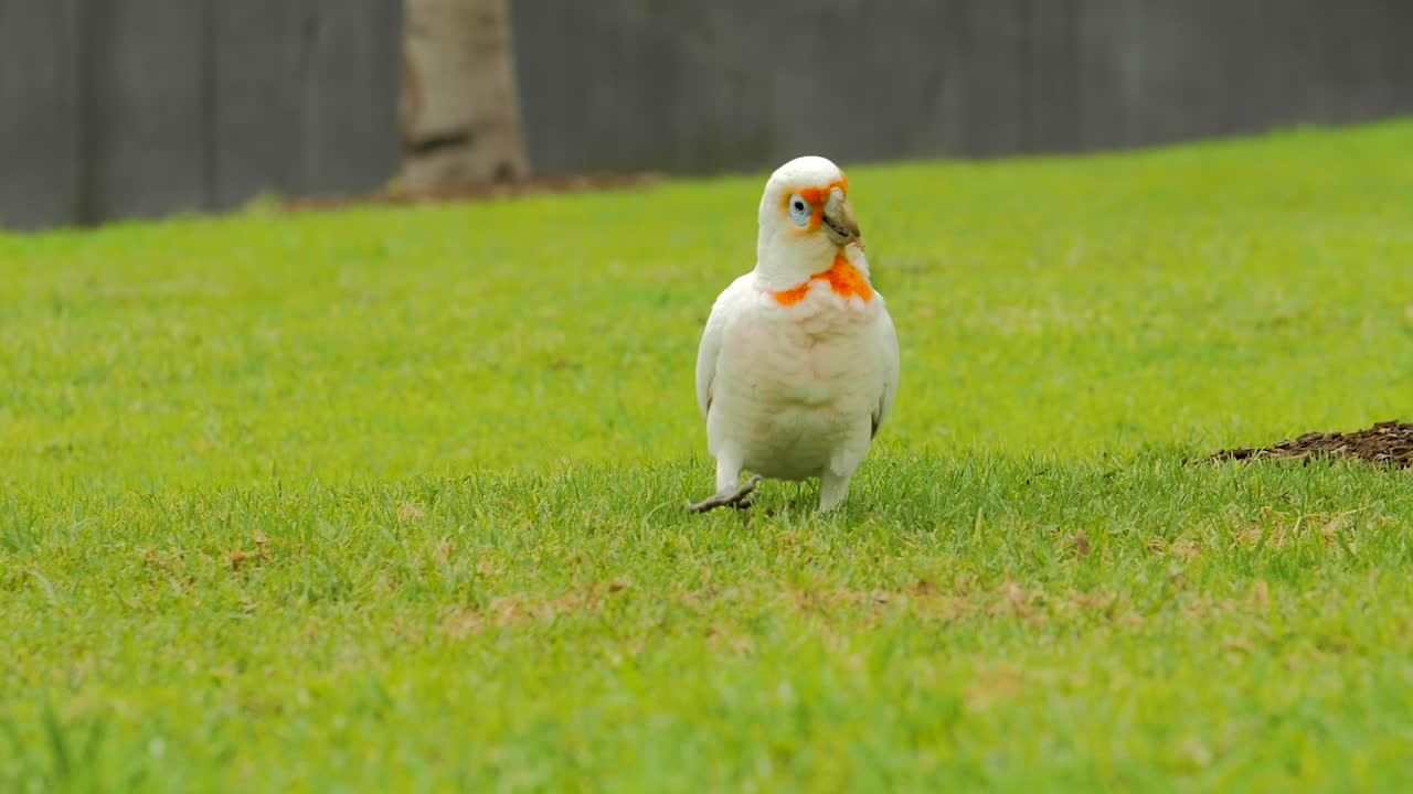 도시 지역의 나무에 앉아있는 lorikeets