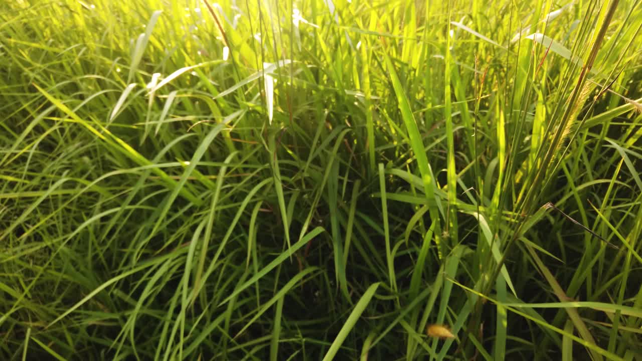 sol brillando en la hierba