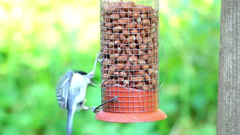 Kohlmeisen-Füttern-An-Einem-Erdnuss-Futterhäuschen-Im-Garten-Mit-Grünem-Hintergrund