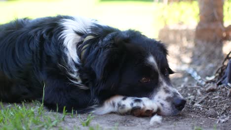 dog lying on the grass countryside