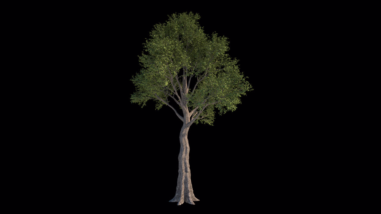 Albero verde isolato con canale alfa