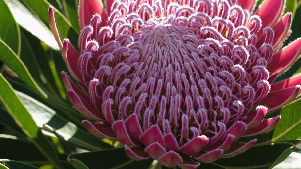 Close-up van een levendige roze Protea bloem die bloeit in het zonlicht