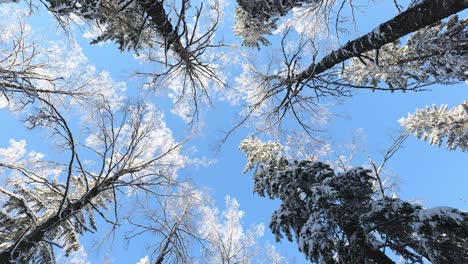 Snowy-trees-in-frozen-winter-forest-nature-background-in-beautiful-sunny-day-with-blue-sky,-Look-up-panoramic-view