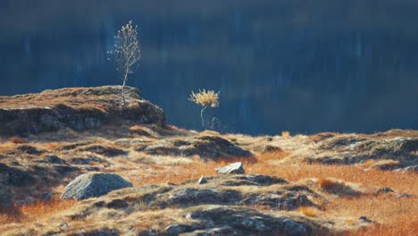 two young birch trees on the shore of the lake in the autumn tundra