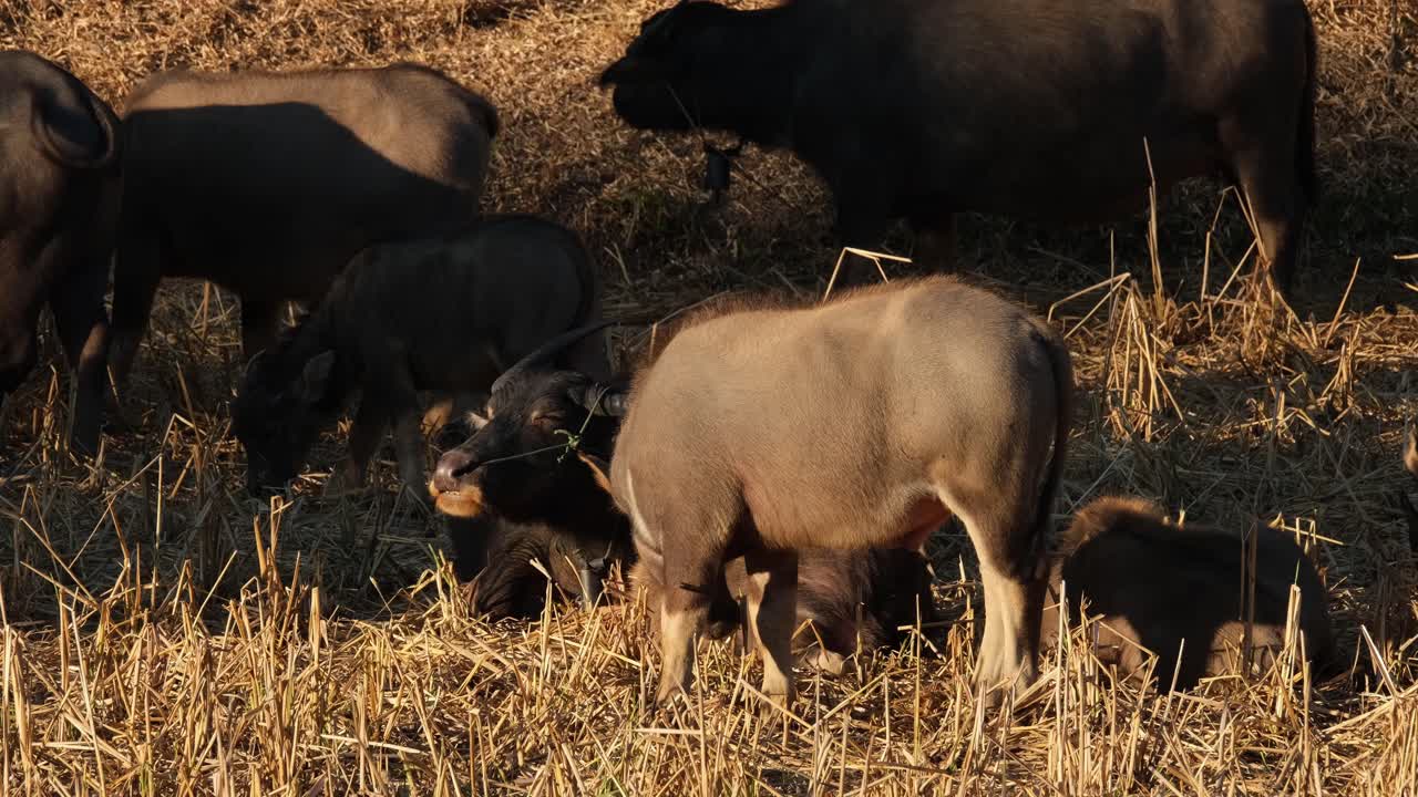 다른 동물 들 이 주변 에 먹이 를 먹는 동안 휴식 하는 어미 앞 에서 먹이 를 먹는 물 버팔로, 부발루스 부발리스, 태국