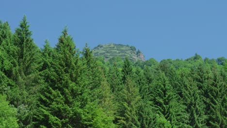 summer time forest panorama with blue sky and distant mountain top