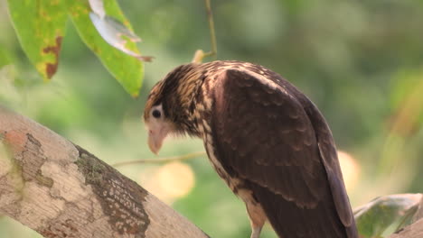 una caracara juvenil de cabeza amarilla descansa sobre una rama