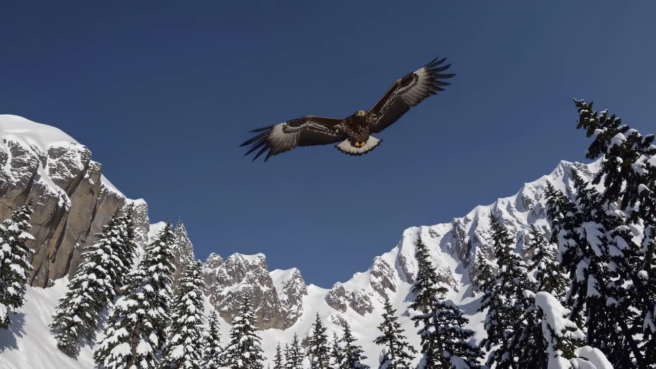 Aerial video of an eagle soaring over snow-covered mountains and pine trees