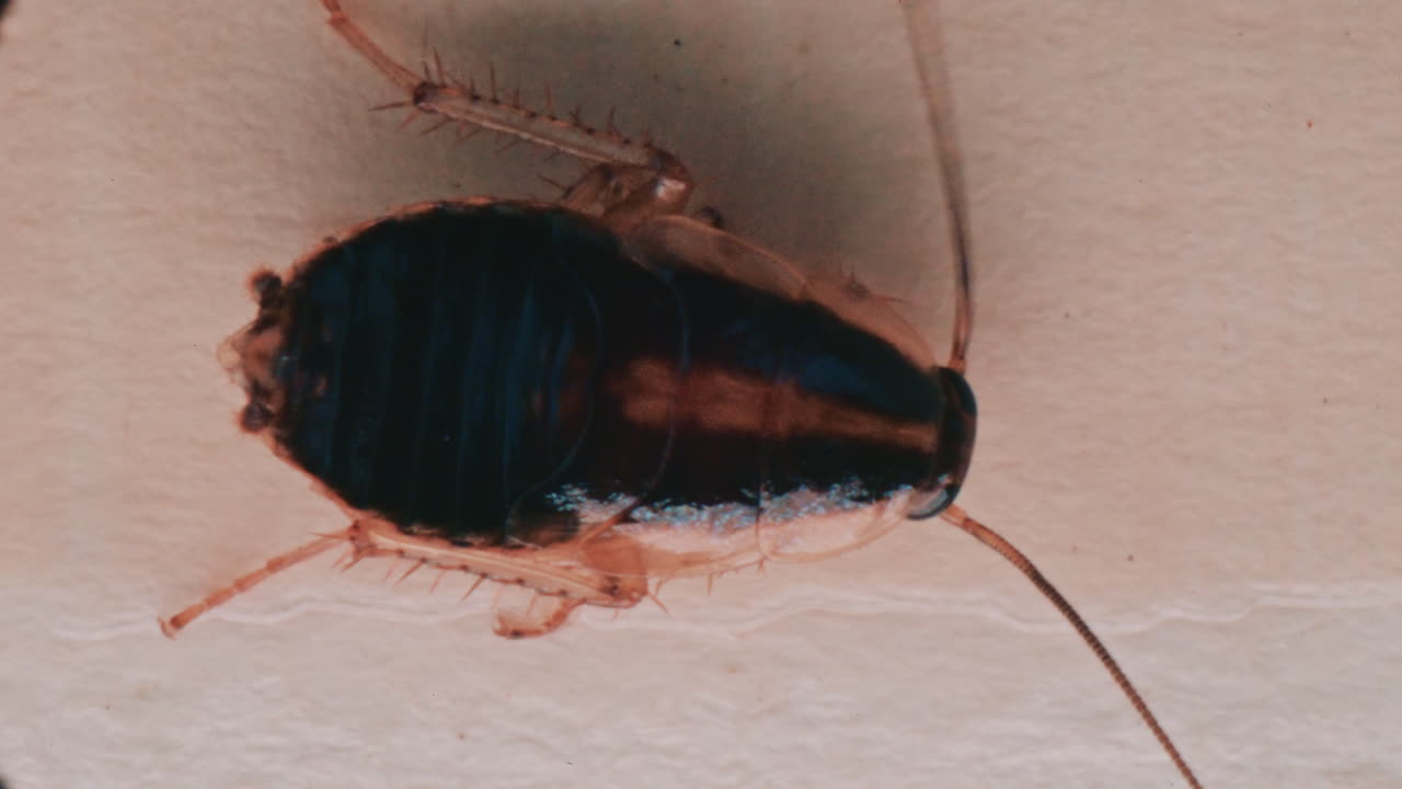 Detailed macro view of a cockroach showing its body texture and movement
