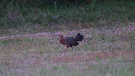 Aves-De-La-Selva,-Gallus-Una-Hembra-Vista-Caminando-Hacia-La-Izquierda-Mientras-Busca-Alimento-Justo-Antes-Del-Anochecer-En-El-Parque-Nacional-Khao-Yai,-Tailandia