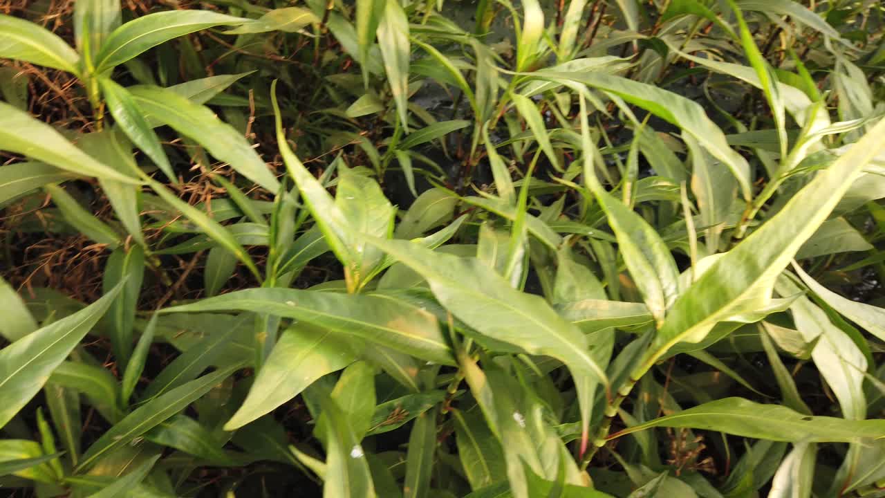 pasar de un pantano verde húmedo a un paisaje marrón más seco
