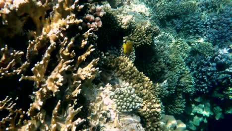 colourful tropical coral reefs