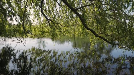 Reflection of tree in lake, leaves swaying in wind