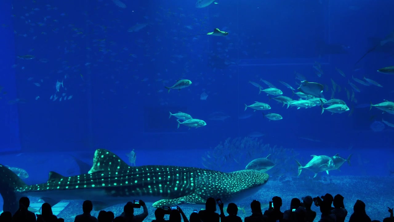 Requin-baleine nageant devant la foule dans un aquarium.