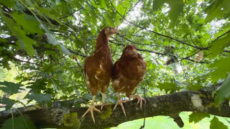vista ultra ancha a nivel del ojo de pollos marrones encaramados entre hojas abundantes