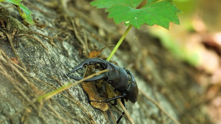 Japanese Stag Beetle Without One Leg Crawls Uphill on Stone Covered with VIne Leaves in Summer Forest - Closeup details