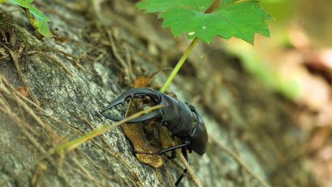 japanese stag beetle without one leg crawls uphill on stone covered with vine leaves in summer forest - closeup details