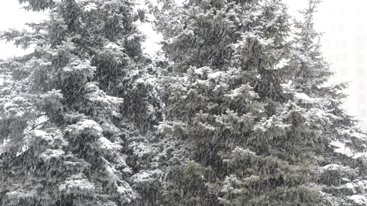 blizzard