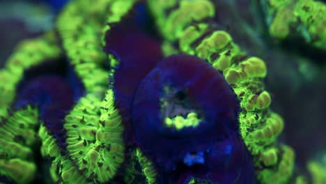 timelapse macro of blastomussa coral feeding under actinic lighting, showing ultra green outer flesh with blue textures, exposing purple flesh with a deep blue glow effect during feeding