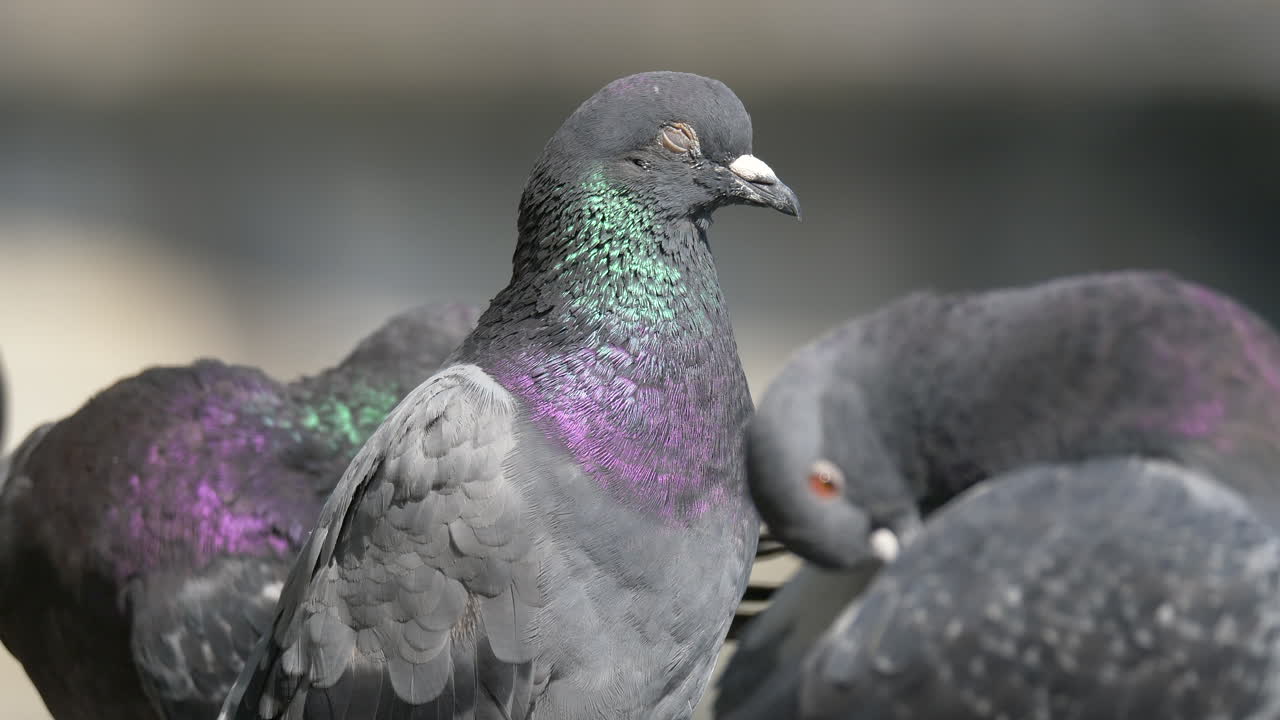 햇빛이 비치는 동안 야외에서 눈을 감고 있는 지친 비둘기의 초상화가 빛나고 있다 - 클로즈 업 샷 - 프로레스 푸티지 - 광야에서 일광욕을 하는 비둘기