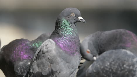 Portrait-shot-of-tired-Dove-closing-eyes-outdoors-during-sunlight-is-shining---close-up-shot---prores-footage---Pigeons-taking-sunbath-in-wilderness