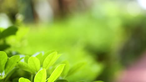 a detailed view of bright green leaves basking in natural sunlight, showcasing their vivid color and texture.