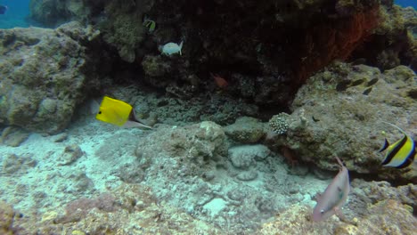 different species of tropical fish swimming together near underwater coral reef rock formation