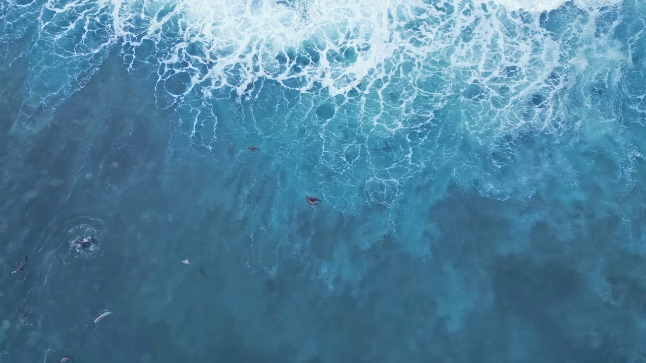 Záběr dronem přímo shora s lachtany hrajícími si a plovoucími v příboji, zatímco se valí vlna, během Královského přílivu v La Jolla v Kalifornii.