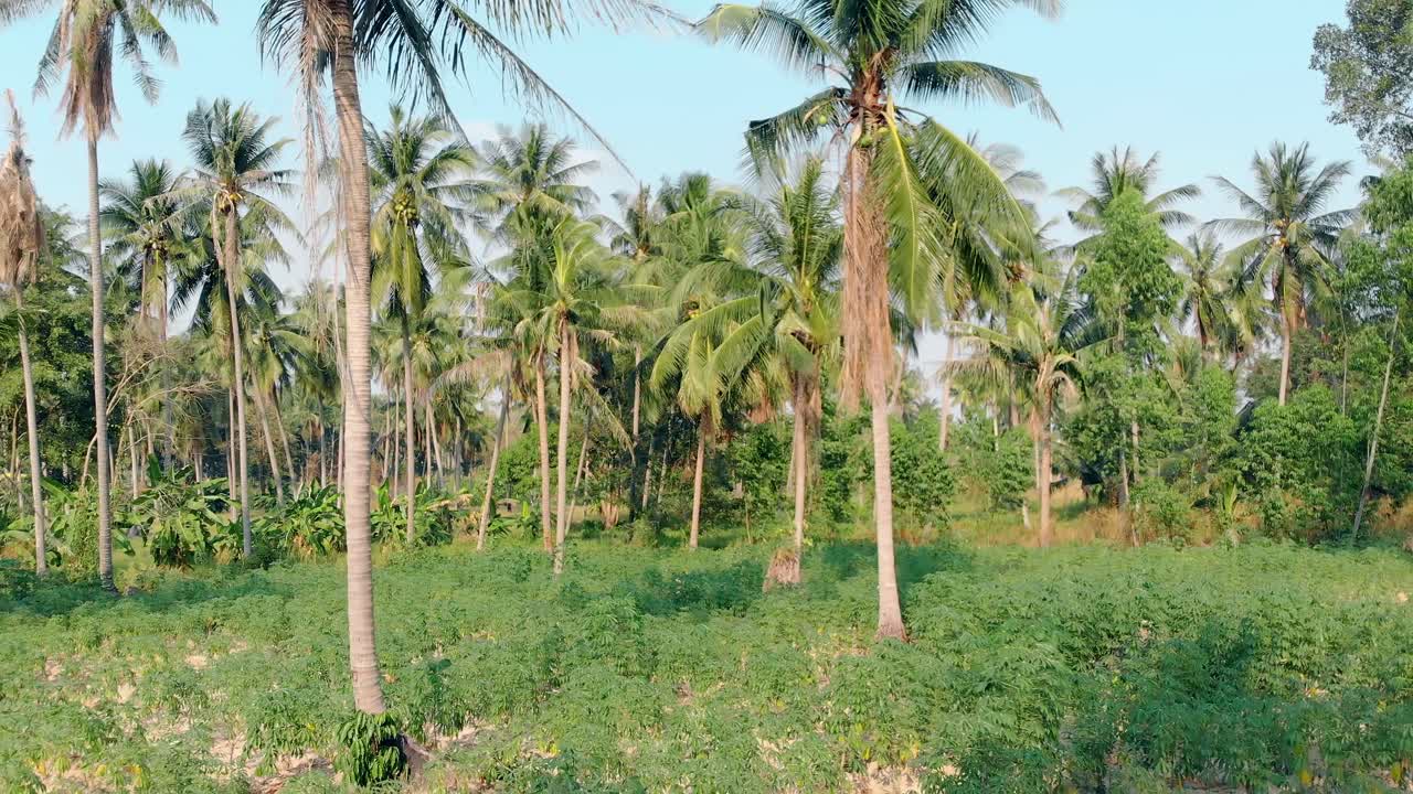 palm trunks with big green leaves ripe coconuts and grass