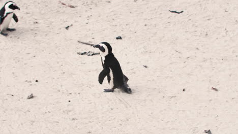 African-Penguin-Colony-at-the-Beach-in-Cape-Town,-South-Africa,-Boulders-Beach