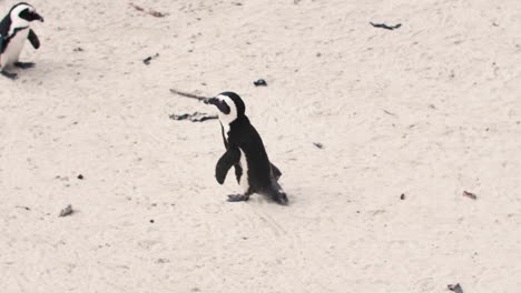 colonia de pingüinos africanos en la playa de ciudad del cabo, sudáfrica, playa de cantos rodados