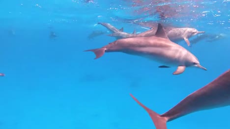 enjambre de delfines del mar rojo nadando cerca de la superficie del agua, buceador debajo filmando con gopro