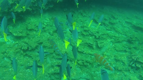 underwater footage of fish swimming amongst the coral reefs of the galapagos islands