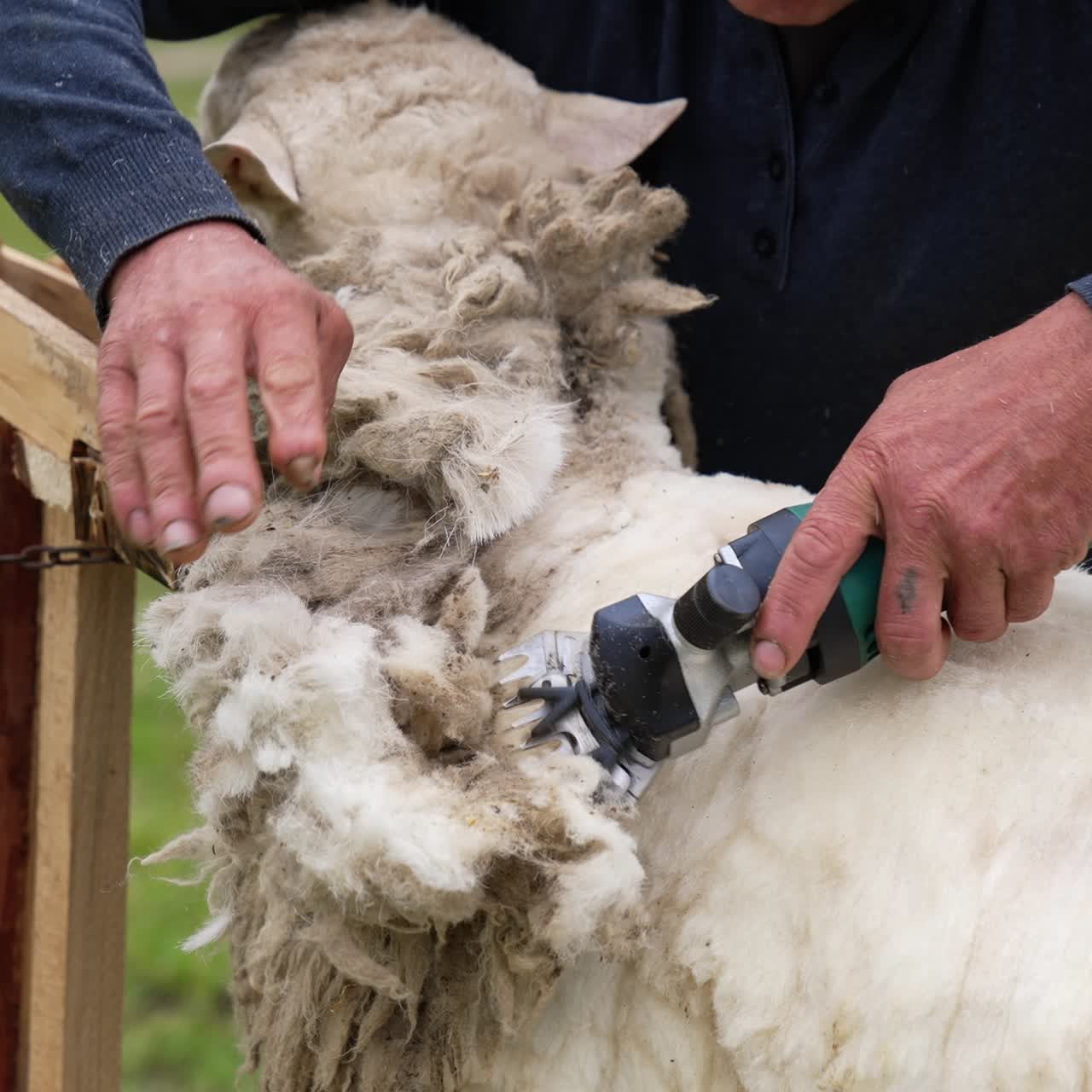 Man is cutting soft wool from sheep. Farmer is shearing sheep by a professional electric machine for production of fleece wool outdoors