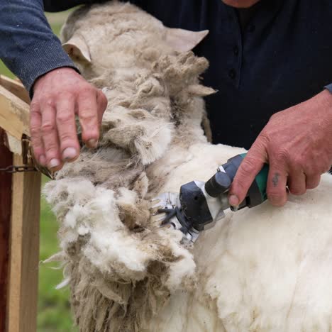 man is cutting soft wool from sheep. farmer is shearing sheep by a professional electric machine for production of fleece wool outdoors