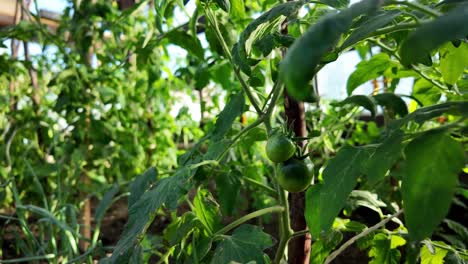 una vista detallada de una planta de tomate que prospera en un entorno de invernadero