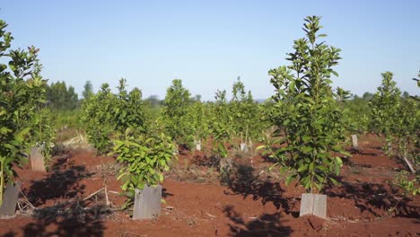 pan right clip of rows of yerba mate plants growing on plantation, argentina