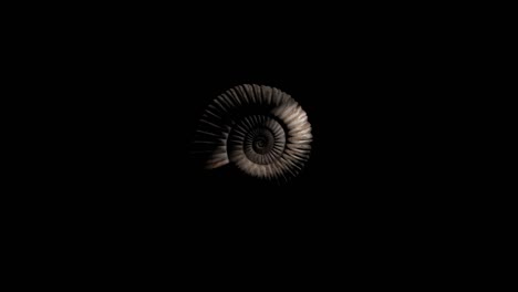 prehistoric fossil ammonite rotating in black background - loop