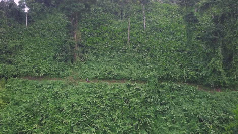 Hombre-Caminante-Caminando-Solo-A-Través-De-La-Selva-Tropical-En-Costa-Rica,-Empuje-Aéreo