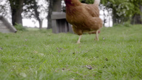 out of focus chickens in background looking for food on grass