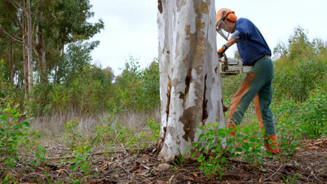 Lumberjack-with-chainsaw-cutting-tree-trunk-4k