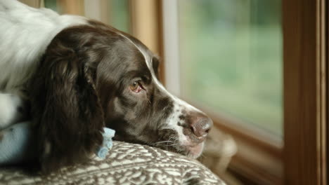 dog sitting on couch and looking out the window